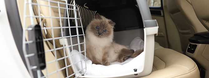 Himalayan cat sitting comfortably in a cat carrier on a car seat, highlighting safe travel solutions for cats and ideal for road trips or vet visits.