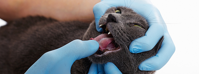 Header photo showing professional cat dental care at the vet, highlighting the importance of regular dental check-ups for cats.