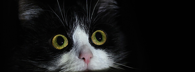 Photo of a cat with wide eyes, showing signs of fear during fireworks. Fireworks are often very scary for cats, and so it is important for owners to do what they can to keep them calm.