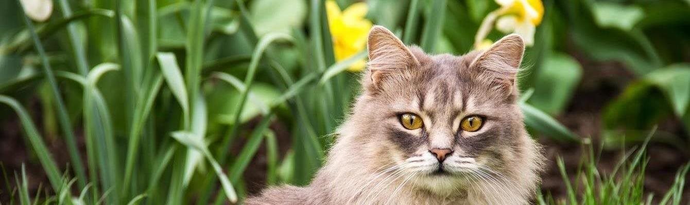 Image of a cat sitting beside flowers for article on what plants are poisonous to cats