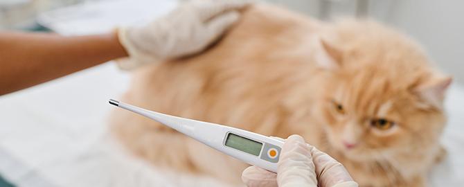 A photo of a cat being examined by a vet for symptoms of cat flu, emphasising the importance of early diagnosis and treatment to keep cats healthy.