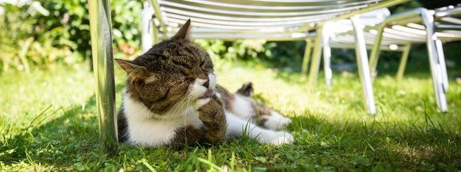 A cat taking refuge from the hot summer weather in the shade under a garden chair