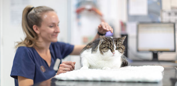 cat having check-up with vet