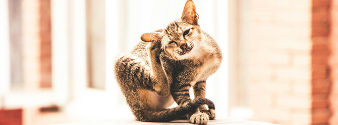 Mange in cats: a tabby cat sitting on a ledge, scratching its ear, potentially showing signs of this skin condition caused by mites, which leads to itching, irritation, and hair loss.