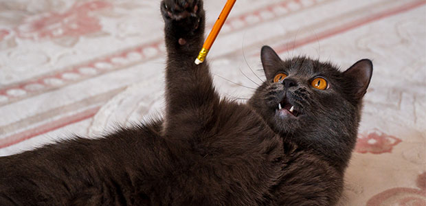 cat playing with end of a pencil