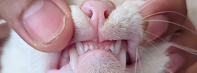 Photo of cat’s teeth being examined, highlighting the sharp canine teeth. It accompanies an article on how many teeth cats have and their dental structure.