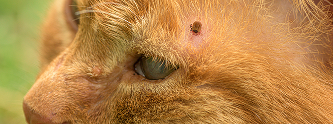 Close-up of a tick on a cat's skin