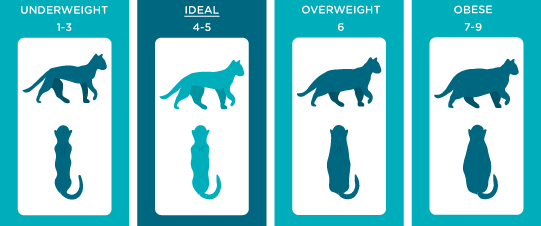 Ideal Cat Weight | How Much Should My Cat Weigh? - My Family Vets
