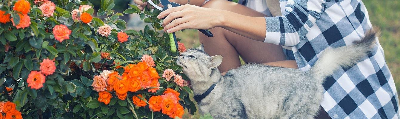 Cat on grass for article on cats and weed killer