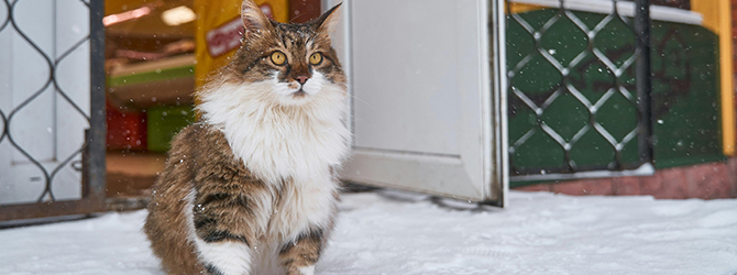 Do cats get cold? This image of a fluffy cat in the snow shows might have you asking just that. It accompanies an advice article on keeping cats warm and safe during winter.