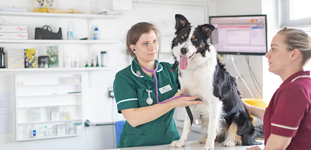 Healthy collie dog being weighed on the dog weight scales during vet consult