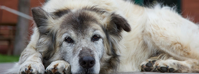 Cushing's disease in dogs: an elderly dog with a grey and white coat lying down outdoors. The condition is most common in older dogs, and this one is symptomatic, appearing tired and subdued.