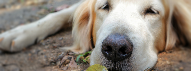 A photo of canine distemper symptoms in a senior dog, lying fatigued on the ground, emphasising the importance of early detection and vaccinations to prevent distemper in dogs.