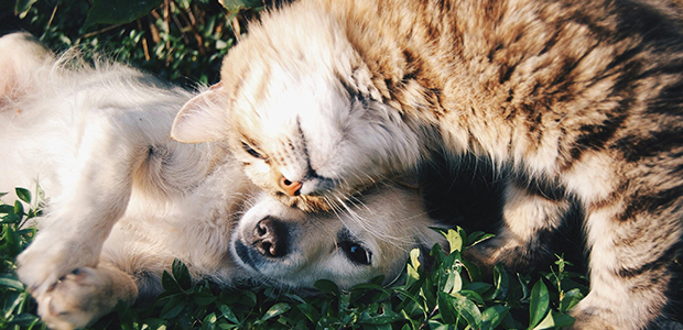 Pet love language captured in a tender moment between a cat and dog, reflecting the bond shared by pets like cats, dogs, and rabbits.