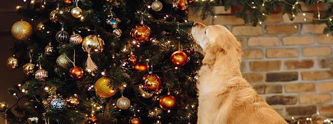 brown and white terrier sniffing christmas tree