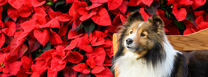 Photo of a Collie dog sitting in front of vibrant red poinsettias, a plant dangerous to dogs. Learn more about festive décor and dog-safe Christmas decorations.