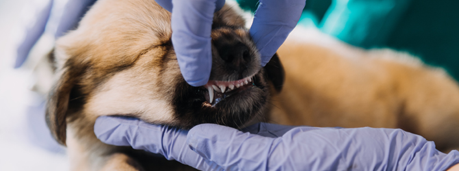 Header photo showing professional dog dental care at the vet, highlighting the importance of regular dental check-ups for dogs.