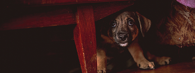 Photo of a scared dog hiding under furniture, a common reaction dogs have to fireworks, highlighting the need for comforting strategies during fireworks displays to help dogs cope with loud noises.