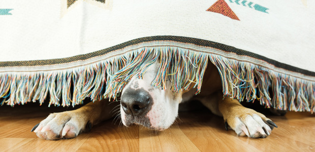 dog hiding behind hanging blanket