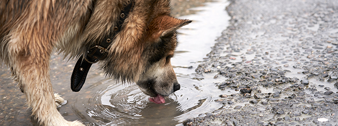 Photo of a dog drinking from a puddle, a common source of leptospirosis in dogs, on an article stressing the importance of leptospirosis prevention, dog vaccinations, and early detection.