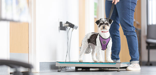 small dog on weighing scales