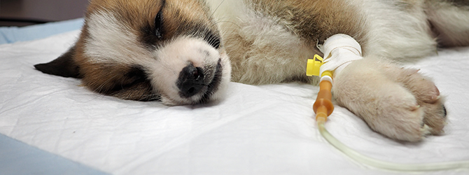 Photo of young dog receiving IV treatment for parvovirus, highlighting the severe symptoms of canine parvovirus and the importance of vaccinations for preventing parvovirus in dogs