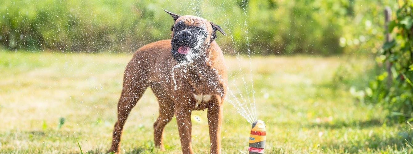 A dog out in a field on a hot summer day for an article on how to cool a dog down 