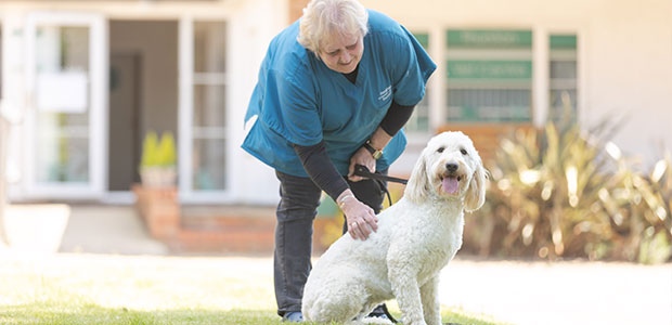 dog and vet outside practice