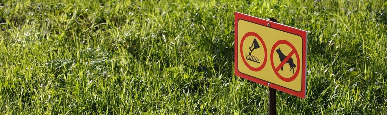 dog lying on grass for article on is weed killer safe for dogs