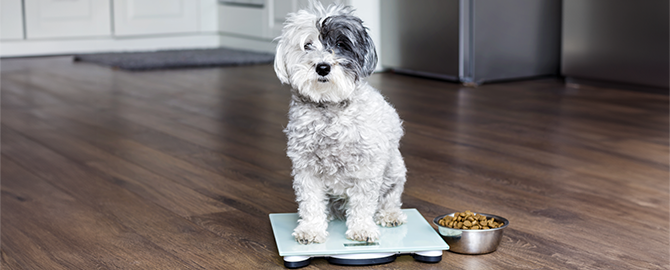 Header photo of a dog on a weighing scale. Routine weight checks are useful for managing pet obesity and ensure health.