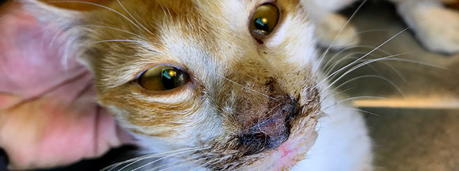 Photo of a cat showing advanced symptoms of feline distemper, a viral infection in cats, emphasising the importance of vaccinations and early detection to prevent feline distemper in cats.