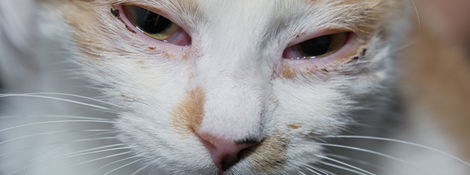 Cat showing symptoms of feline herpesvirus, a common viral infection in cats, with eye discharge, highlighting the importance of early detection and treatment for feline herpes.