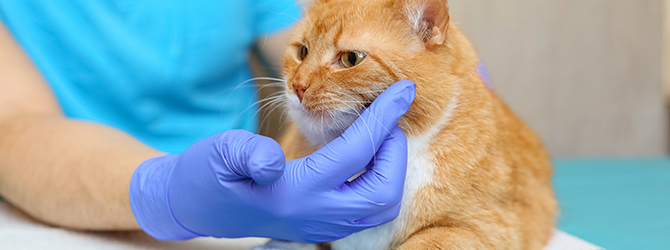 Photo of a cat being examined for calicivirus infection at veterinary clinic