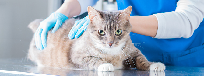 Photo of a cat receiving check-up for parvovirus (also known as parvo or feline distemper) symptoms at veterinary clinic