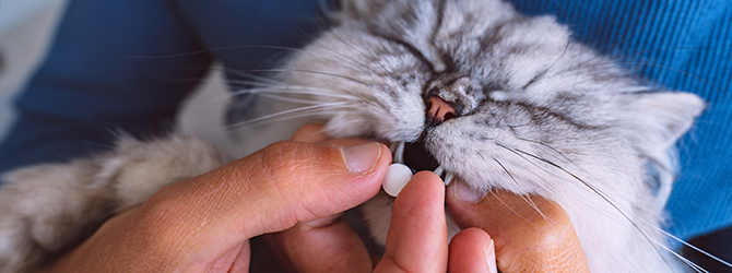 Photo of a cat being given medication for FIP virus (feline infectious peritonitis) by pet owner