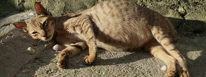 Photo of a cat showing symptoms of feline infectious peritonitis (FIP), a viral disease in cats, highlighting the importance of early detection and understanding FIP in cats.