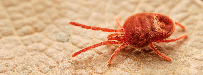 Photo close-up of a harvest mite, a parasitic insect that causes skin irritation and itching in dogs. Used as a header on an article on harvest mites on dogs.