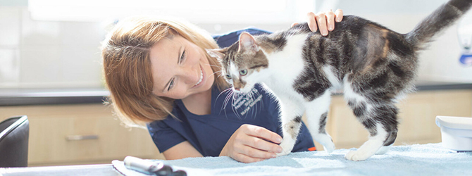 Photo of a veterinarian performing health check on a cat with at the clinic