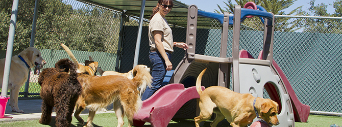 Photo of dogs playing at a kennel under supervision, a high-risk environment for kennel cough spread, emphasising the importance of kennel cough vaccinations and preventative healthcare for dogs.