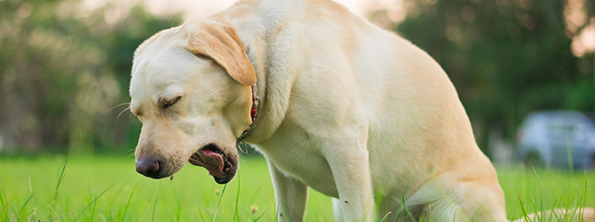 Photo of a dog outdoors showing symptoms of kennel cough, a common respiratory infection in dogs. The dog is coughing, a sign of kennel cough, which spreads in places like kennels and dog parks.