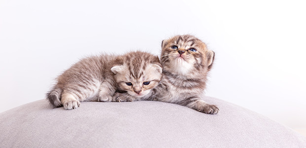 Kitten Vaccinations Common Questions Answered My Family Vets