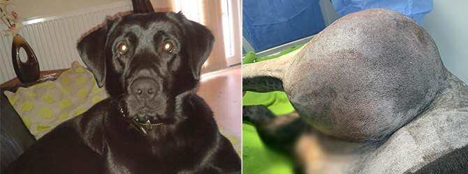 Labrador before, and then with huge lump on his side