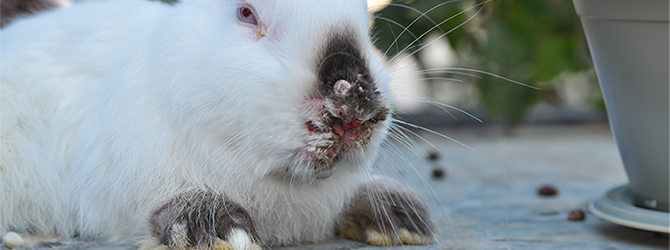 Photo of a rabbit showing advanced symptoms of myxomatosis, a serious viral disease in rabbits, highlighting the need for myxomatosis vaccinations and preventive care for rabbits.