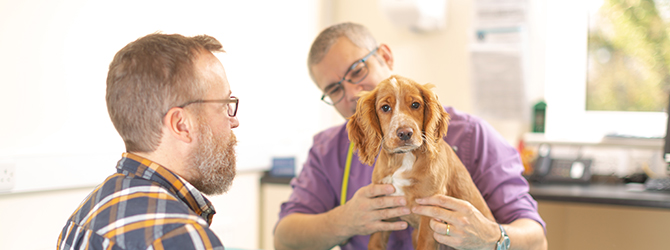 Complete Guide to Veterinary Referrals - My Family Vets