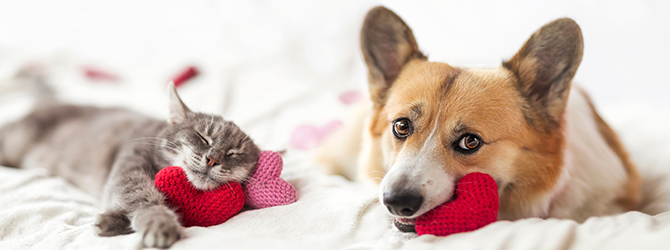 Pet love language between a dog and cat resting with heart-shaped toys. Often the bonds between pets like cats, dogs, and rabbits are very loving.