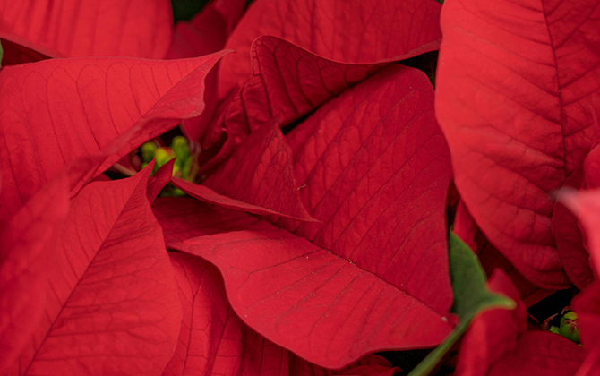 The leaves of a poinsettia, one of the Christmas plants that should be kept away from dogs.