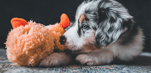 adorable puppy with cuddly toy