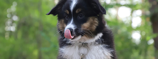 Wondering "why do dogs eat their own poop"? A playful puppy, sitting in a forest with its tongue out, captures the curiosity and behaviours often seen during the start of a dog's life.