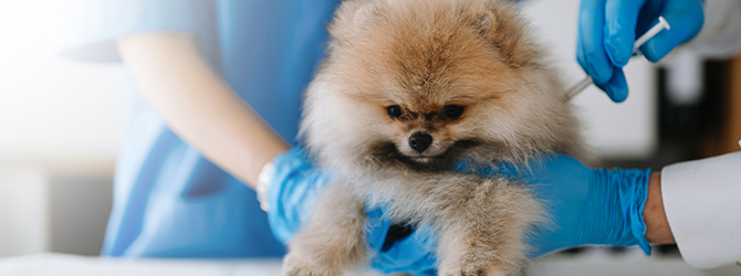 Image of dog for article on puppy vaccinations