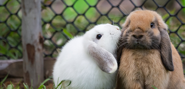 Two rabbits share an affectionate moment in a garden setting, an example of the rabbit version of pet love language.